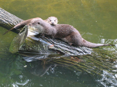 Otters in Skansen
