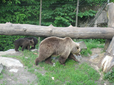 Brown bears on Skansen