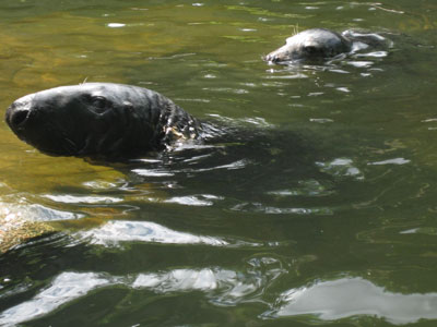 Sälar på Skansen