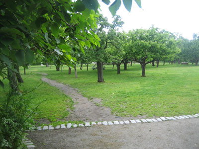 Fruit trees in Rosendal